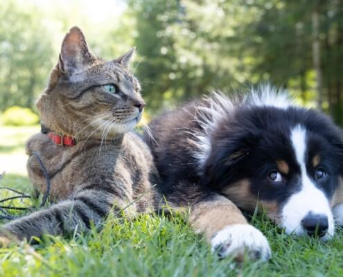 Pet Injury Coverage Wasilla, AK